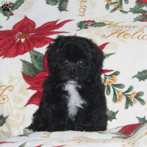 Whiskey, Bich-Poo Puppy